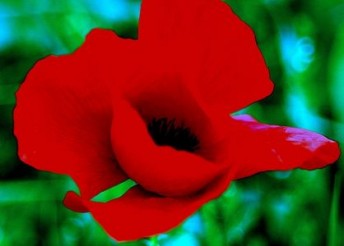 Red poppy closeup