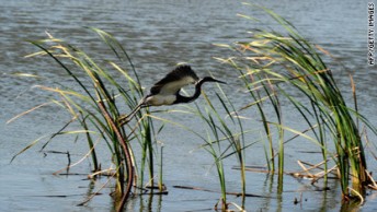 Egret in flight